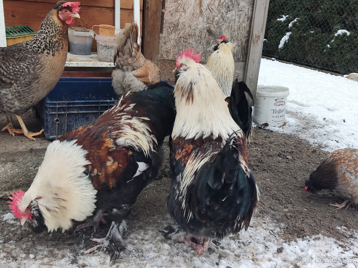 Faverolka velká lososová - kohouti - 4