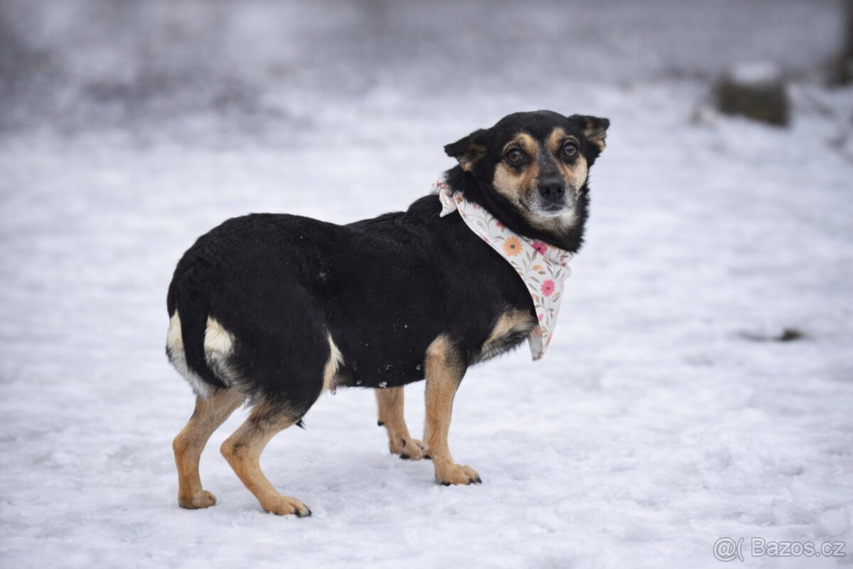 Timea hledá domov - 4