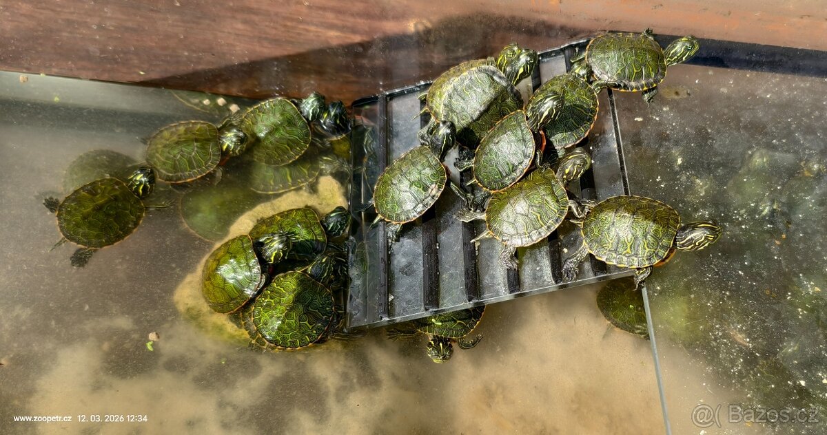 Želva červenobrichá - 4