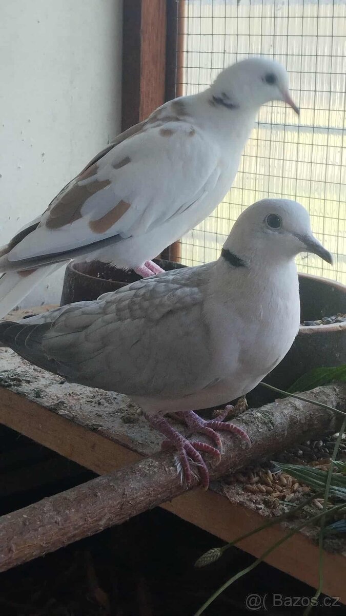 Hrdlička chechtavá - 4