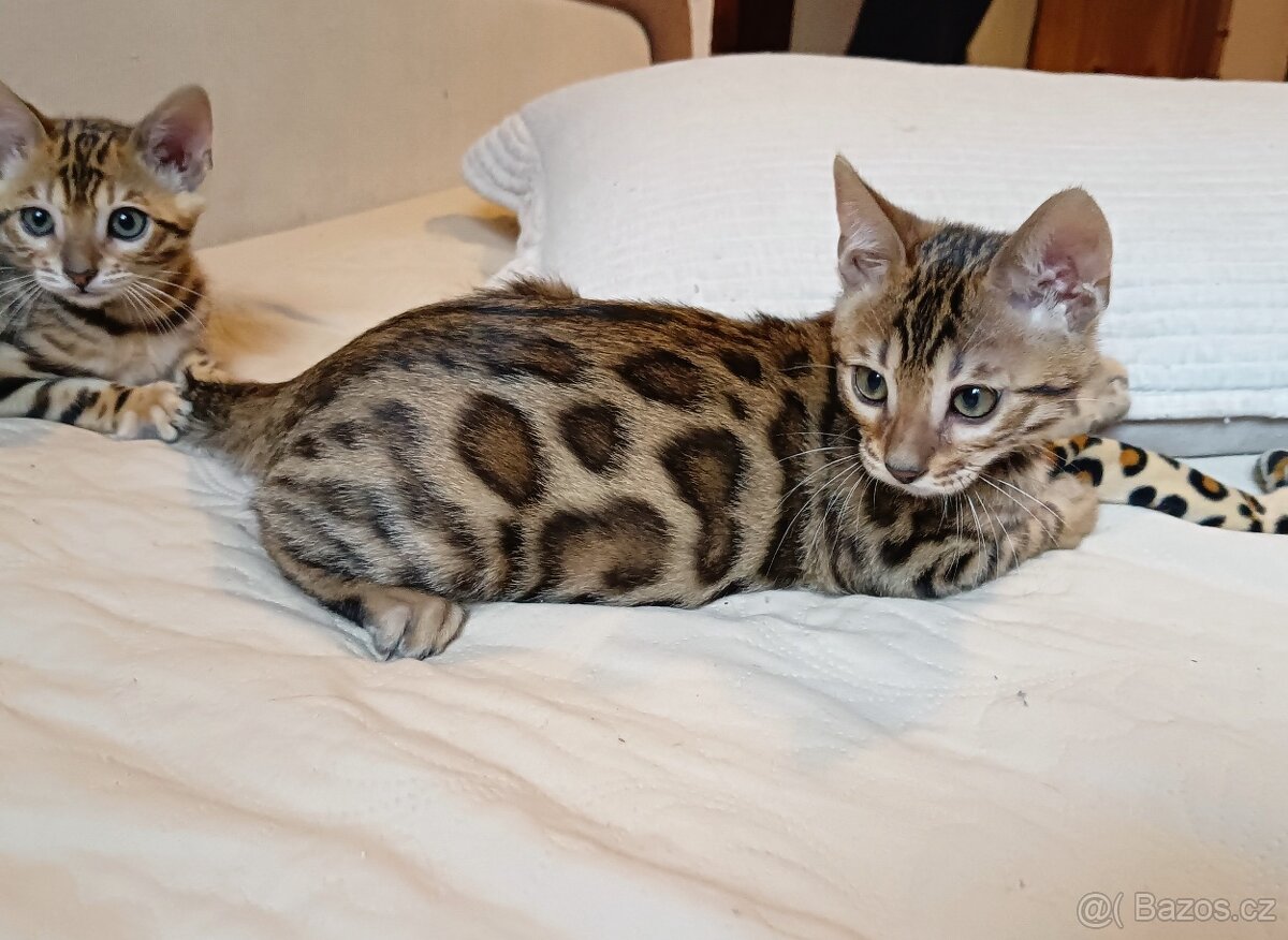 Bengálská kočička s PP - k chovu - 4