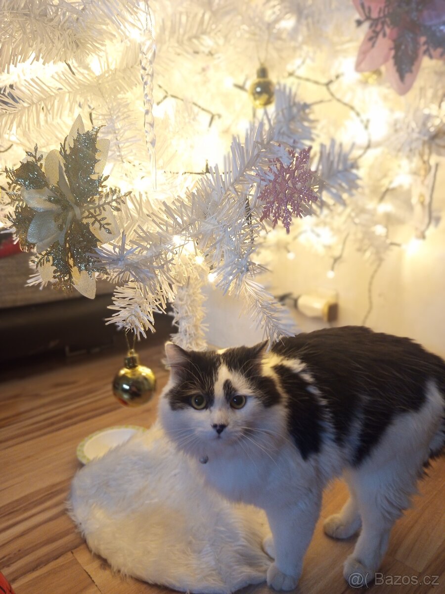 Daruji kocourka - 4