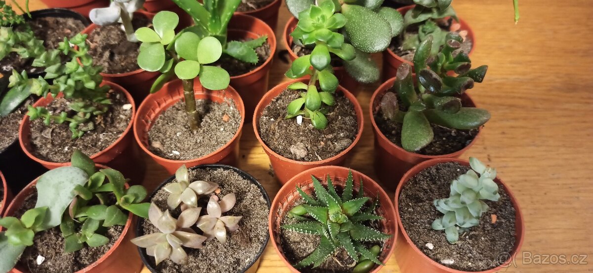 Sukulenty - 4