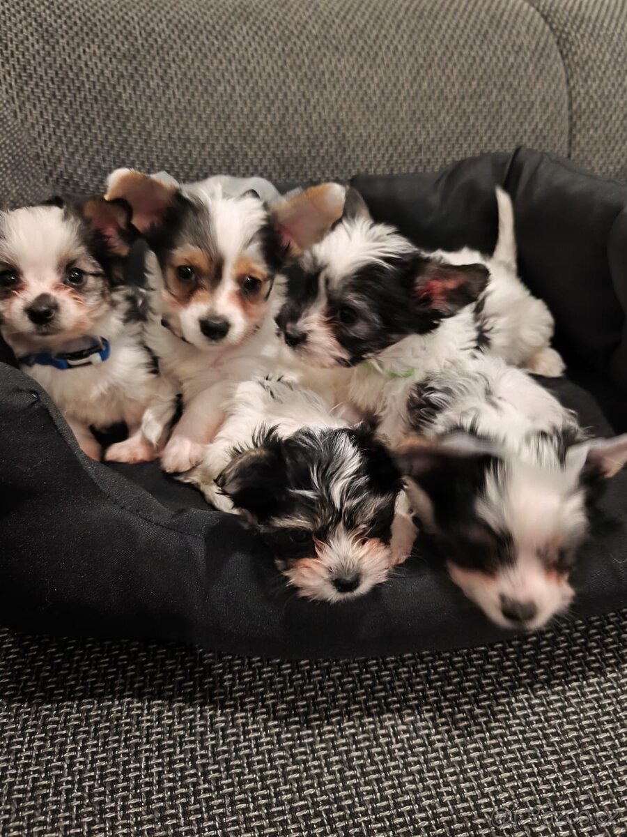 Jorkšírský teriér biewer - 4