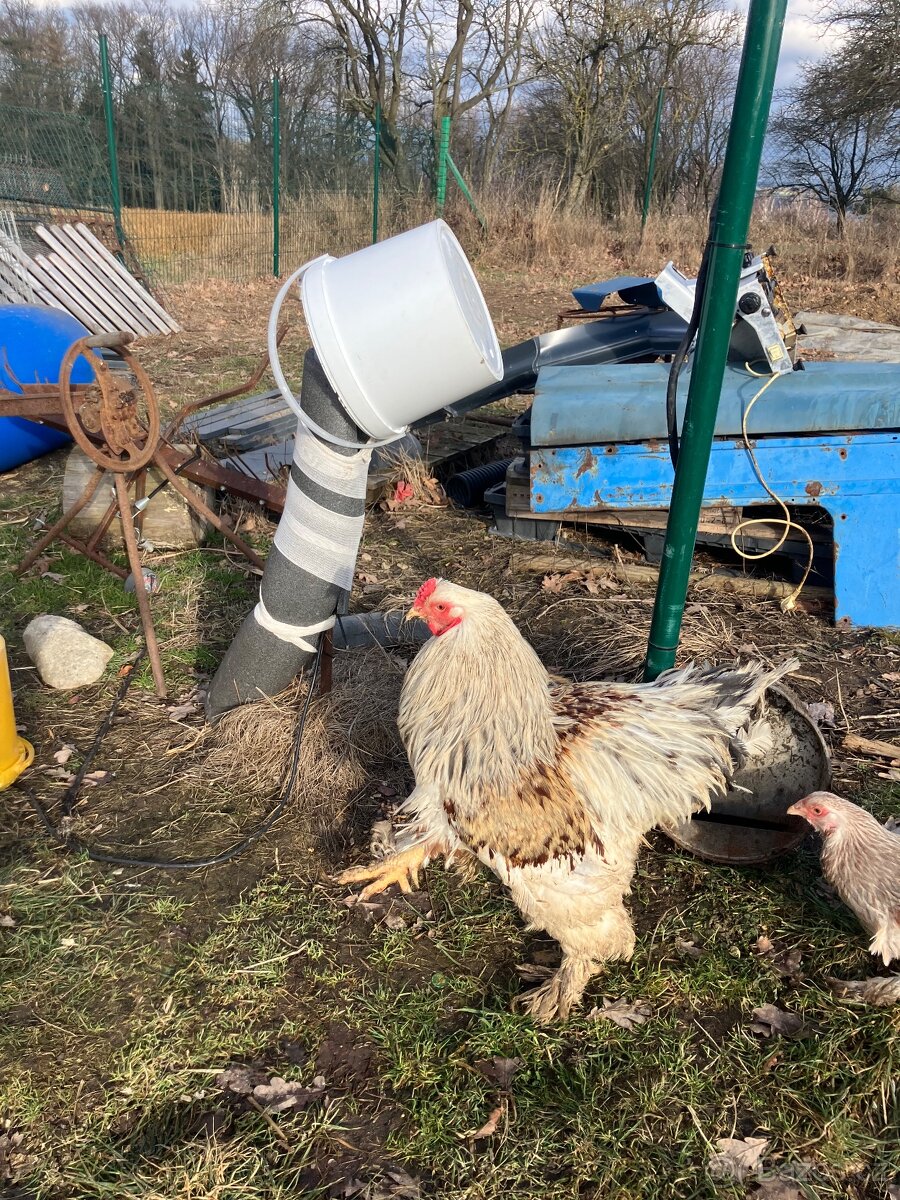 Prodám Brahmanky - 4