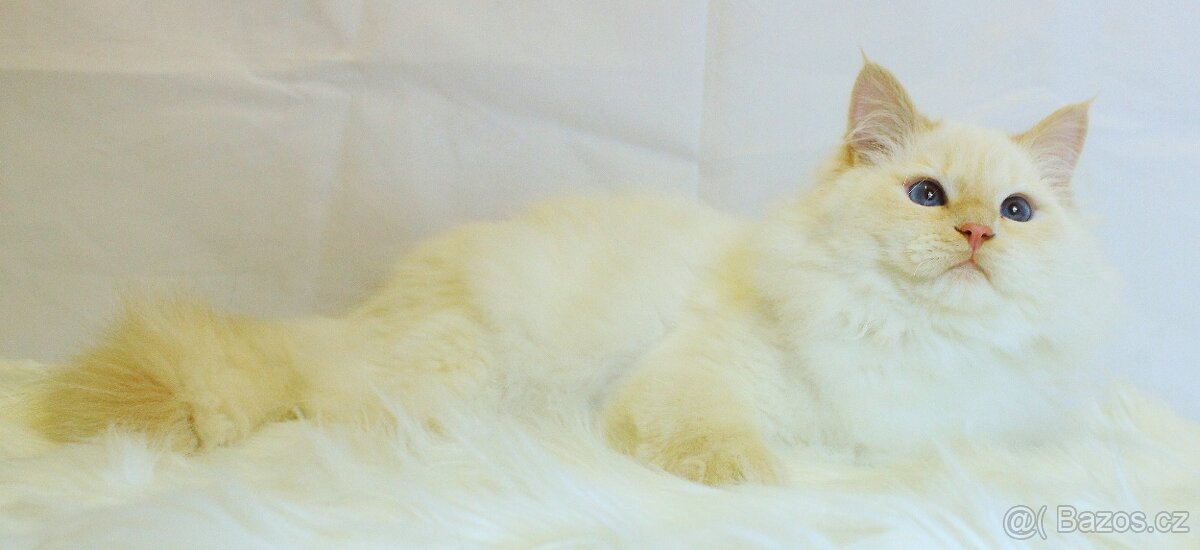 Sibiřská kočka - Neva Masqerade - 4