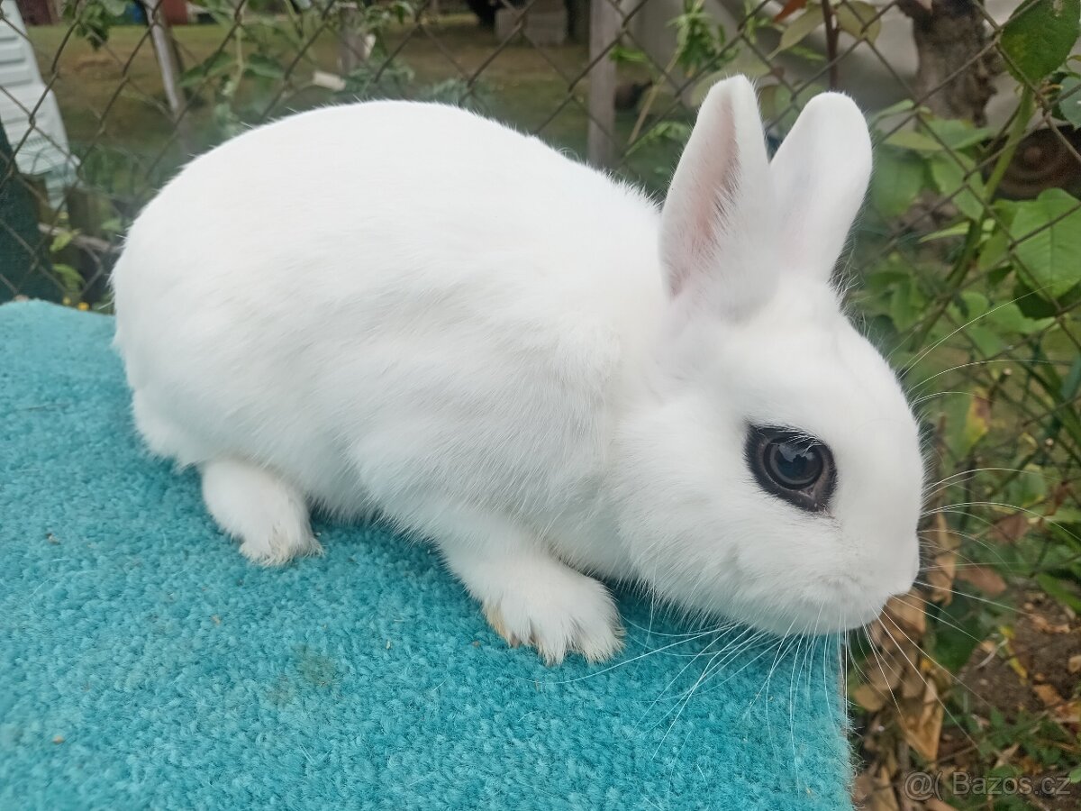 Zakrslý Hototský bílý s rodokmenem ČSCH - 3 úžasní kluci - 4