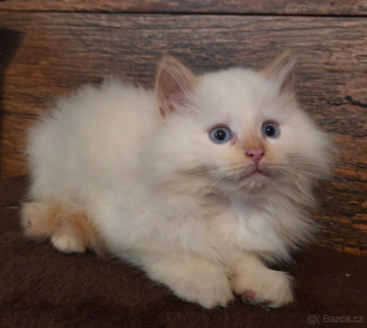 Sibiřská kočka, Něvská maškaráda - 4