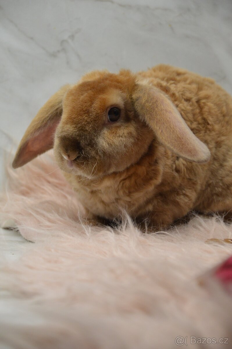 Zakrslý králíček beránek - satén rex - 4