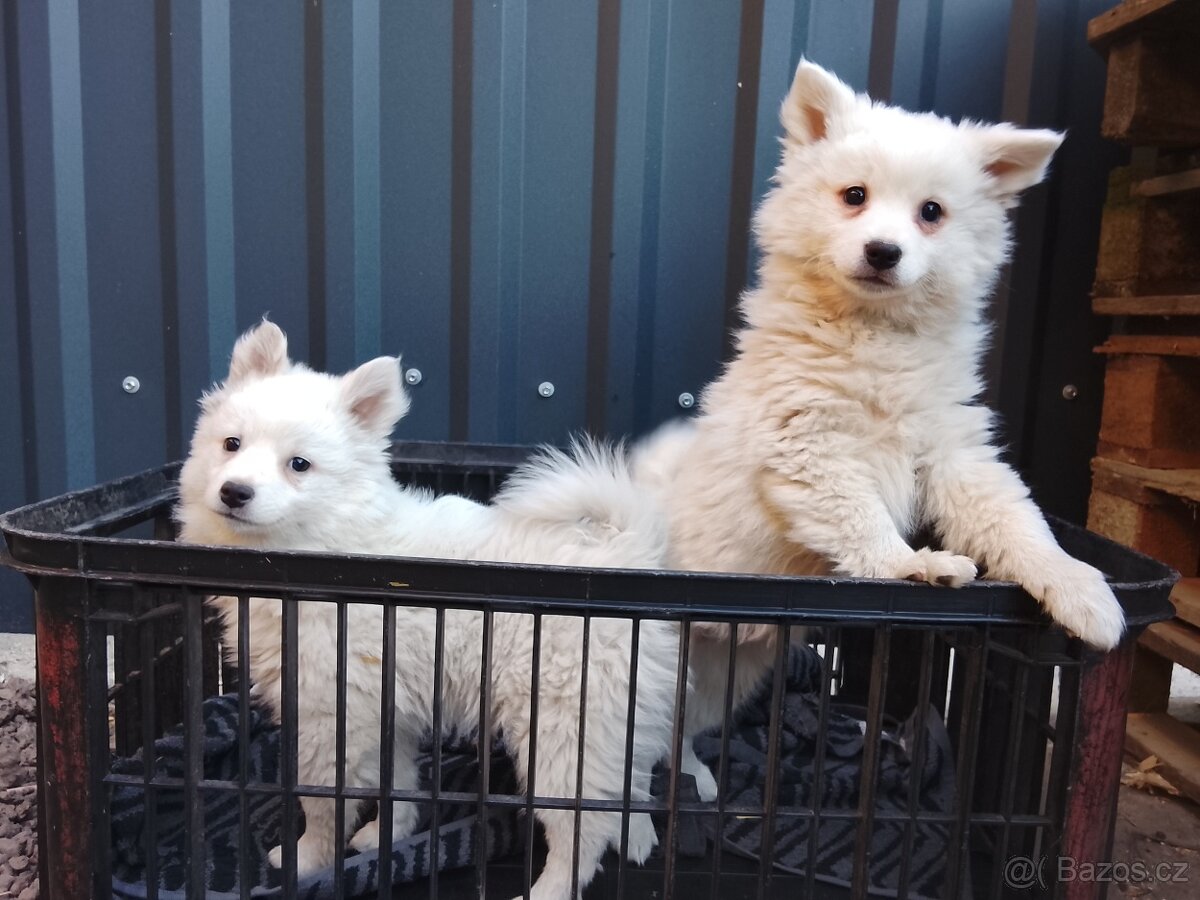 Štěňata-Německý špic střední - 4