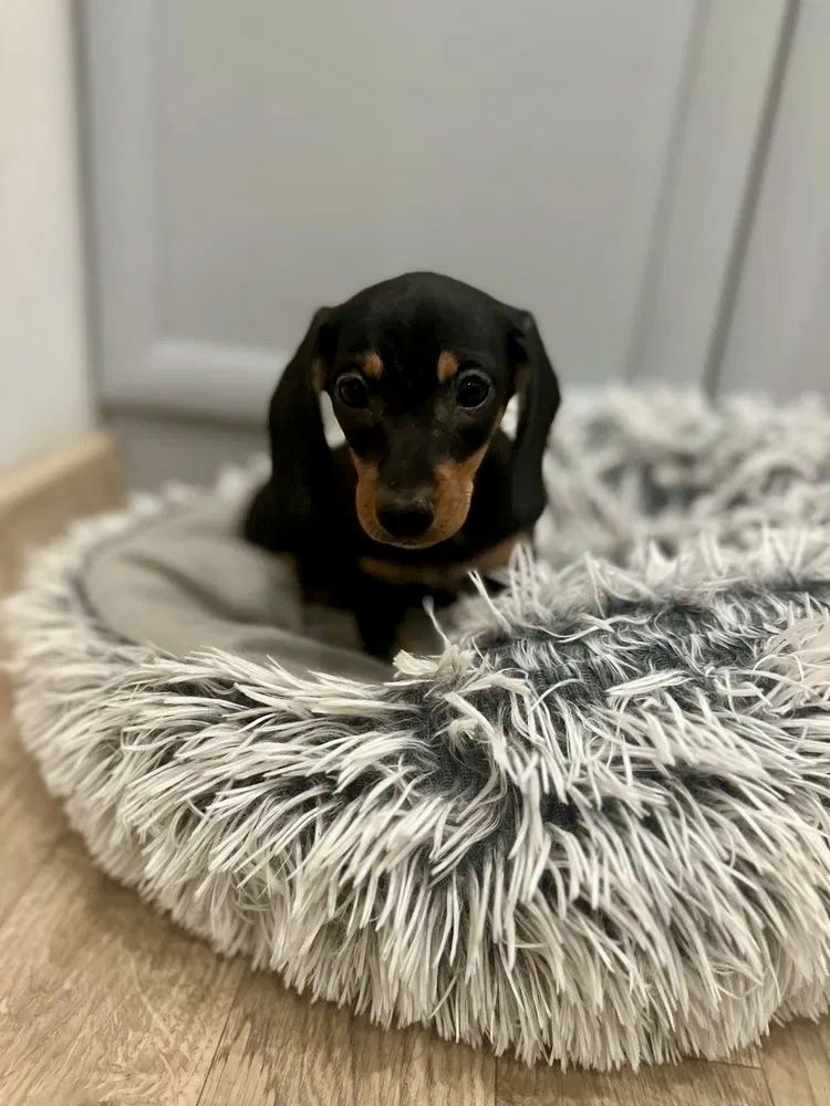 Jezevčík hladkosrstý trpasličí - 4