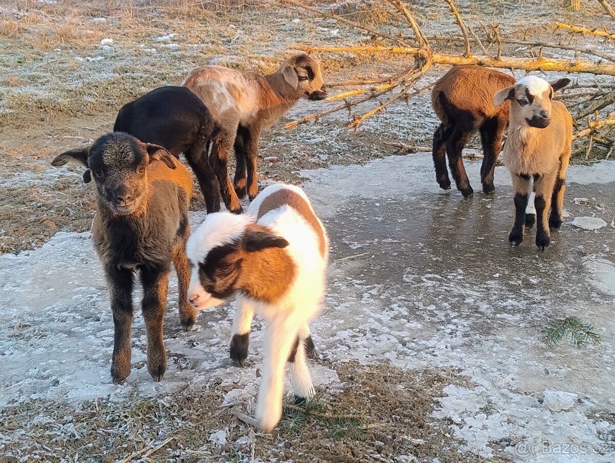 Prodám kamerunské ovce - 4