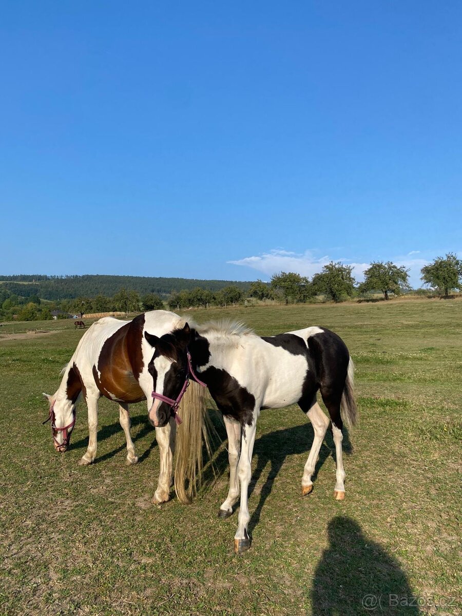 Připouštění, hřebec Welsh Pony,sekce B - 4
