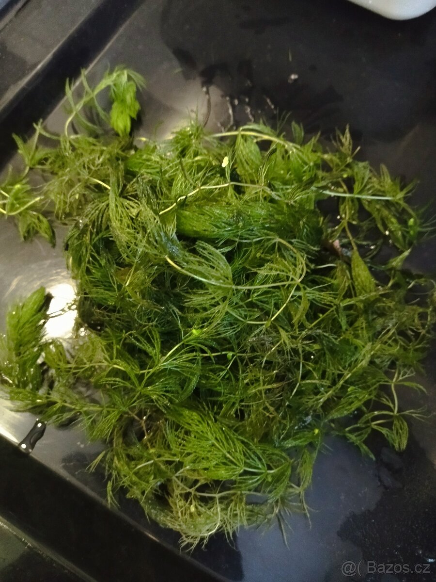Akvarijní rostlinky - 4