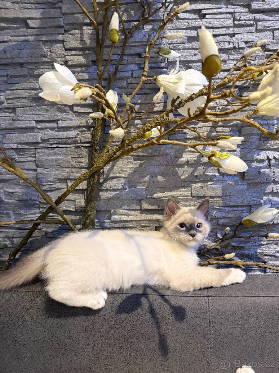 Ragdoll - 4