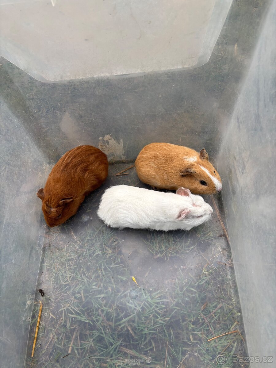 Cuy morče kluk 00 - 4