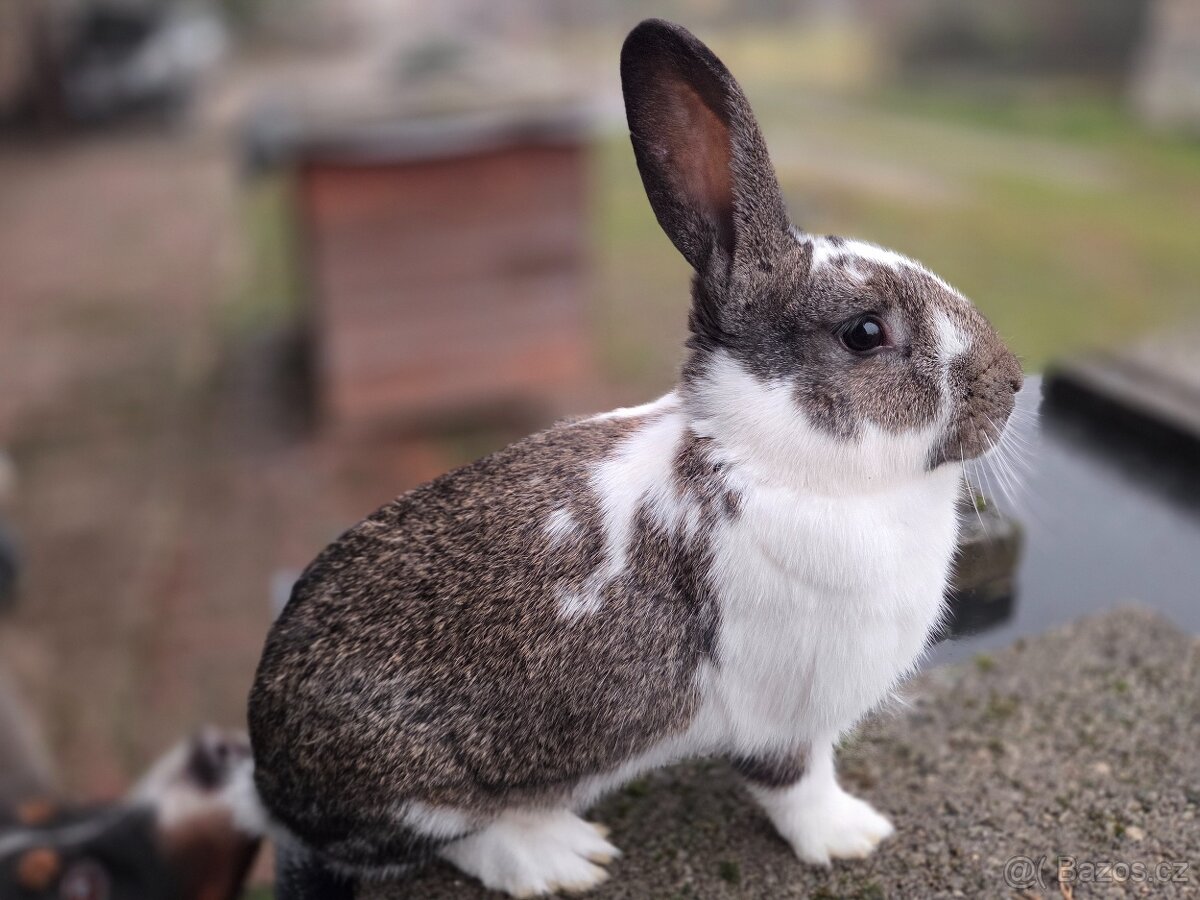 český strakáč samice a samec - 4