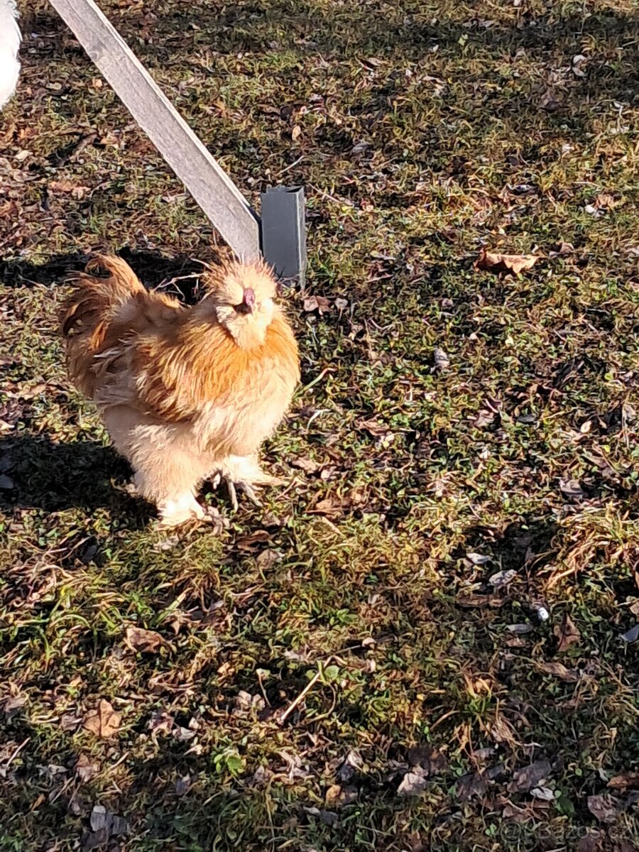 Hedvábnička EU - 4