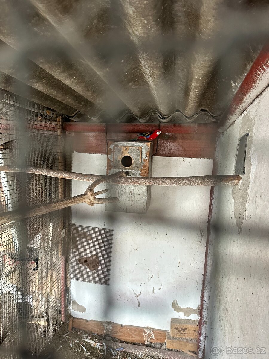 Alexandři, papoušci, rozely - 4