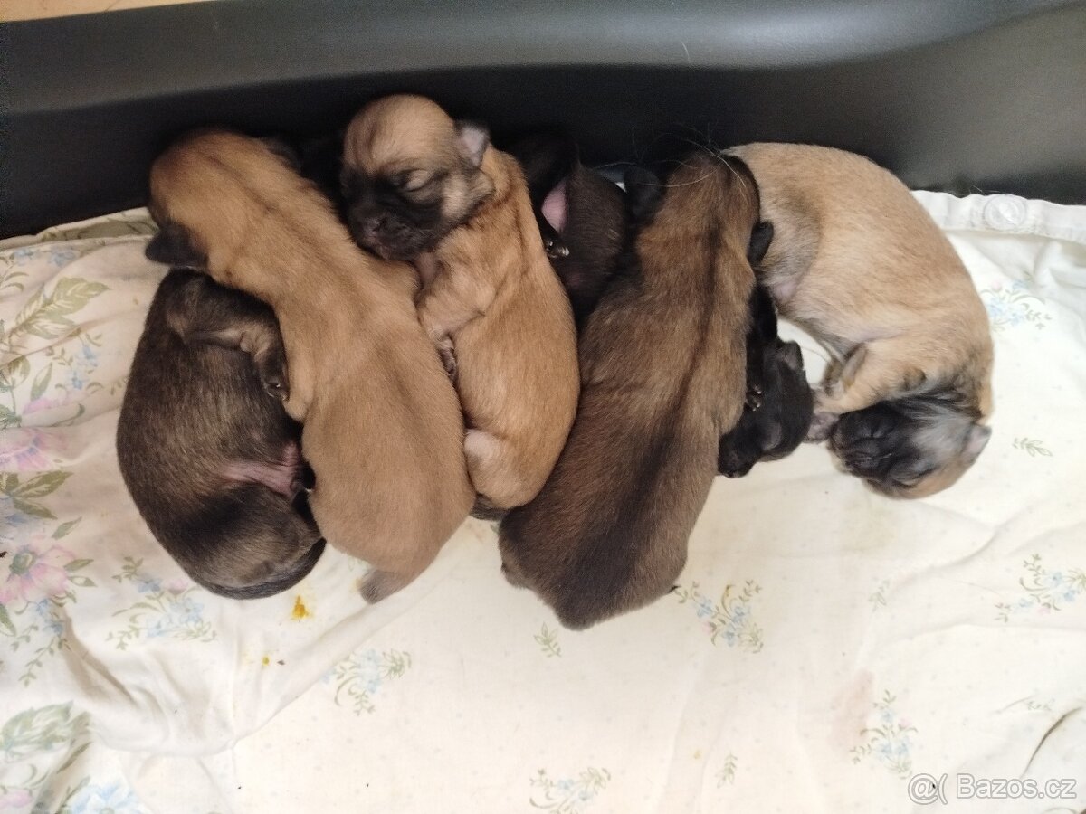 Tibetský španěl - štěňata s PP - 4