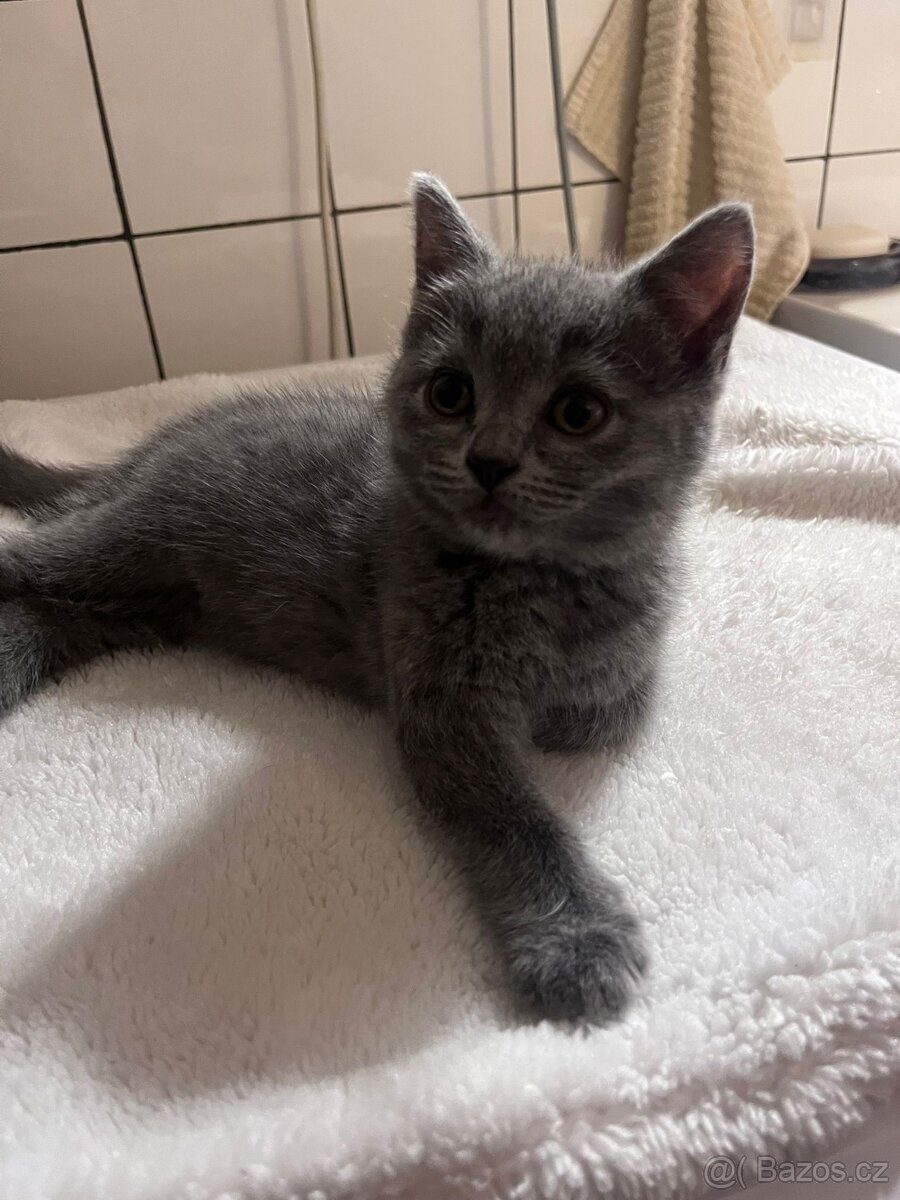 Britská modrá koťátka - 4