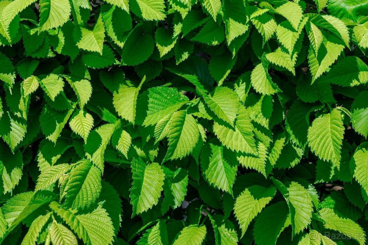 Jilm sibiřský - 2 roky staré sazenice - 4