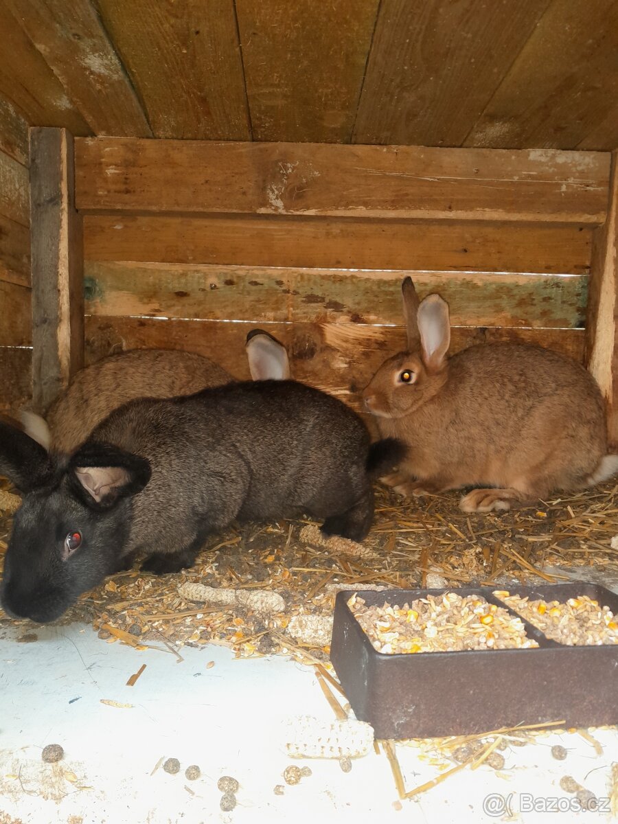 Prodám králíky - 4