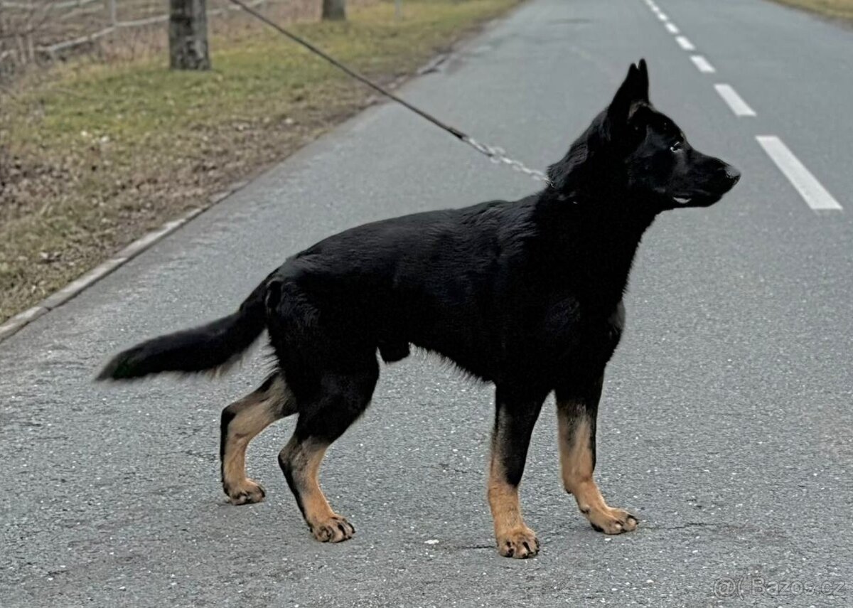 Německý ovčák - 4