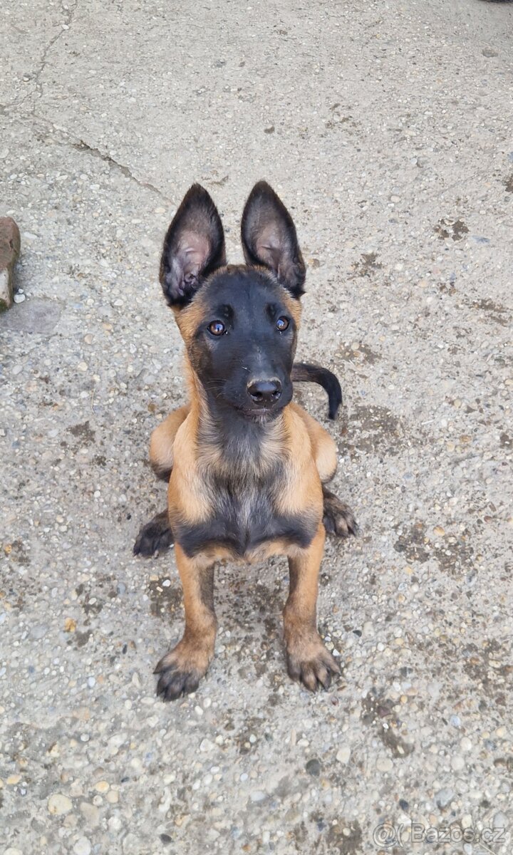 Belgický ovčák malinois - 4