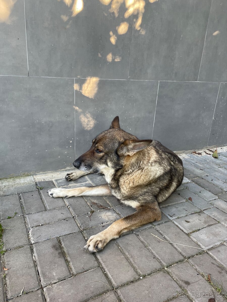 Štěně vlčáka - 4