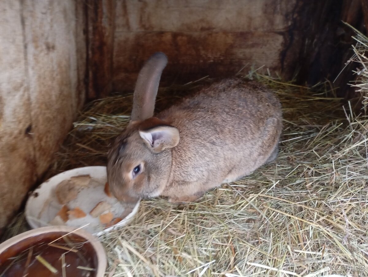 Prodám mladého samce na chov. - 4