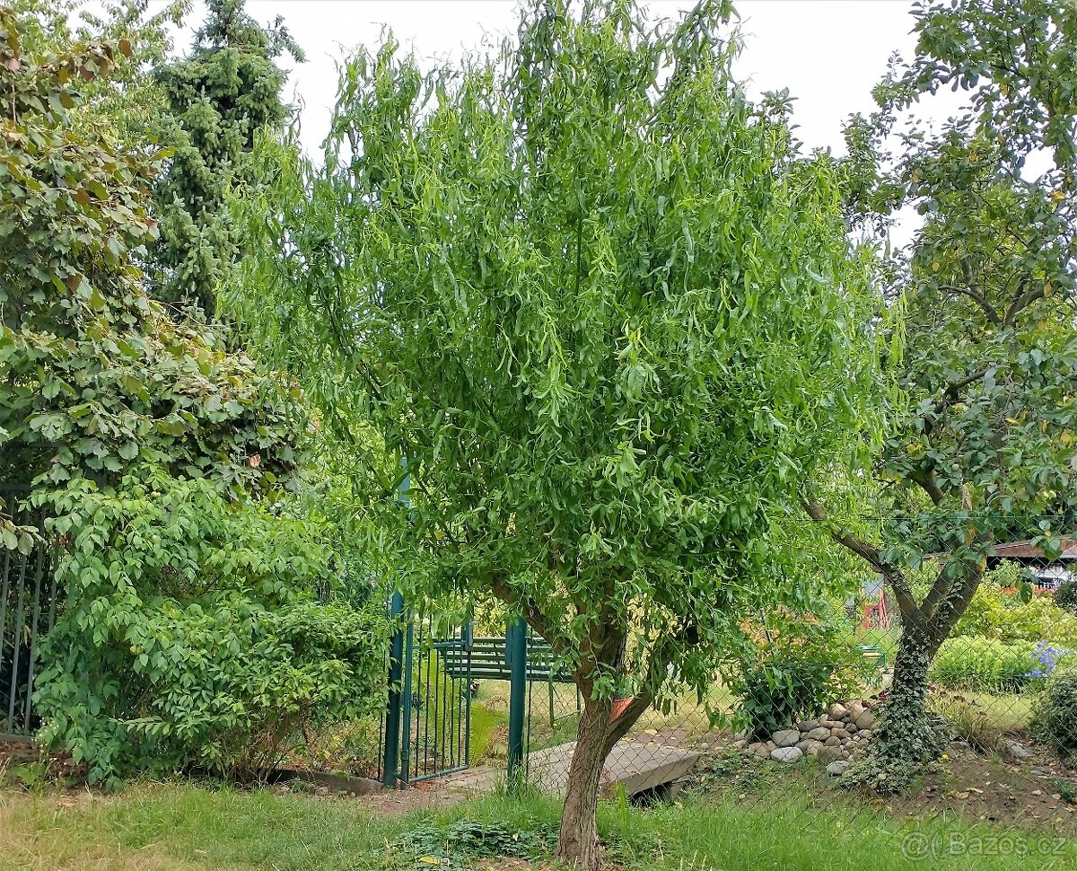 Kroucená vrba - 4