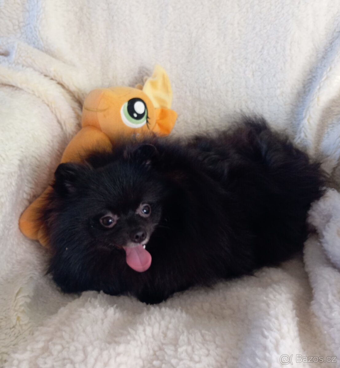 Pomeranian, černá fenečka bez PP. - 4