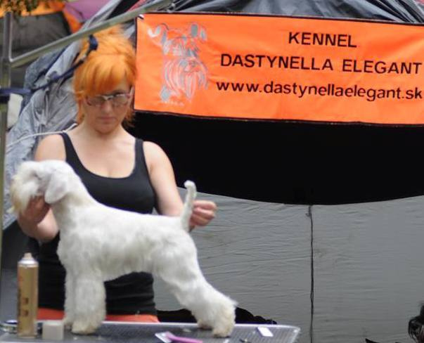 Knírač malý černý - top šteňátka s PP - 4