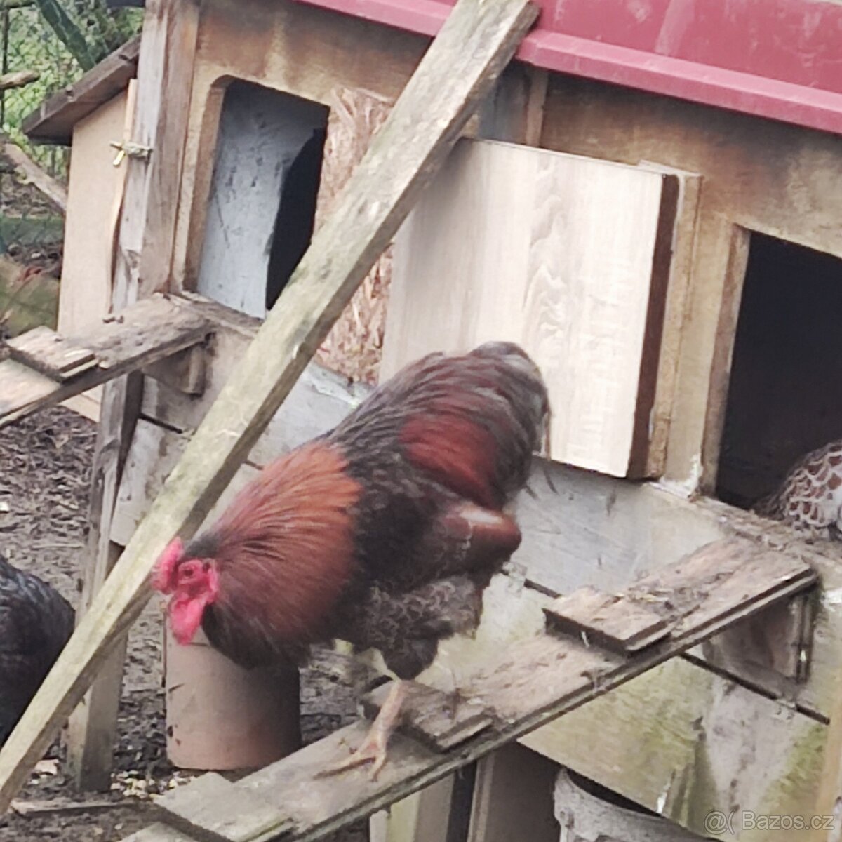 Wyandotka zdrobnělá - - 4