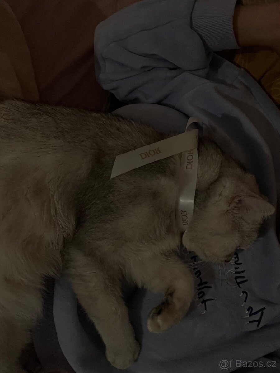 British short hair - 4