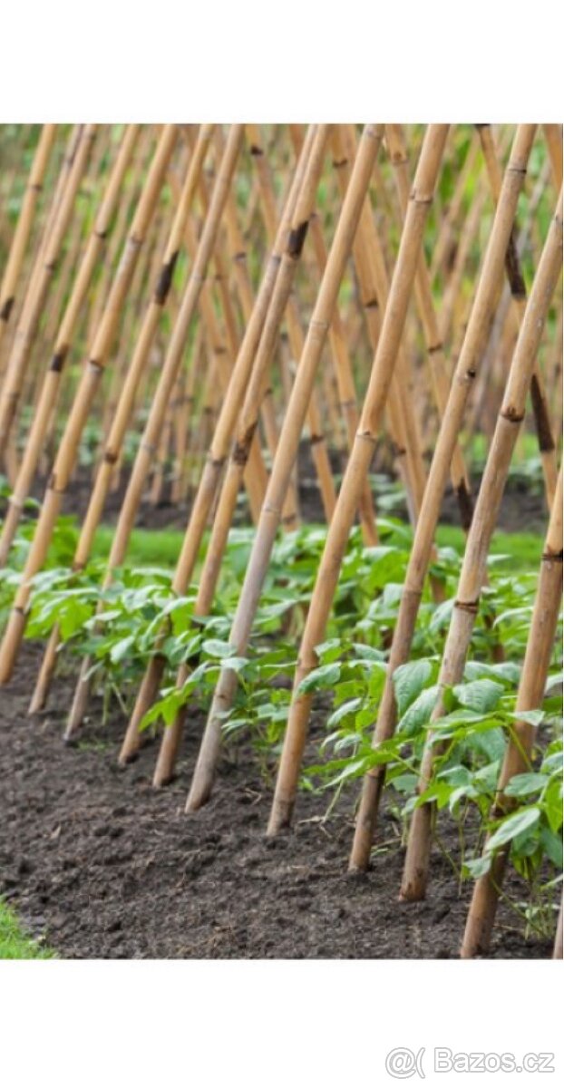 Bambusové tyče, bambusová tyčka, bambus - 4
