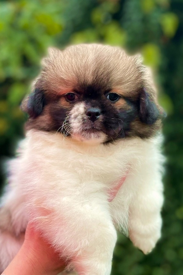 Tibetský španěl - 4