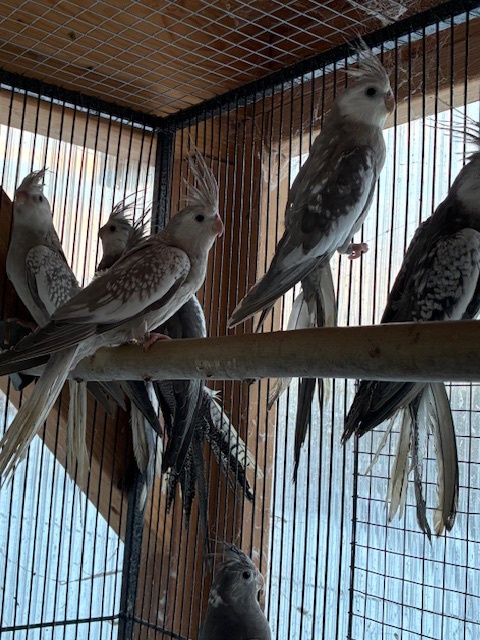 Korela bělohlavá straka - 4