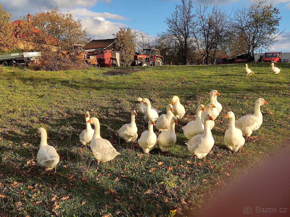 Husy na chov - 4