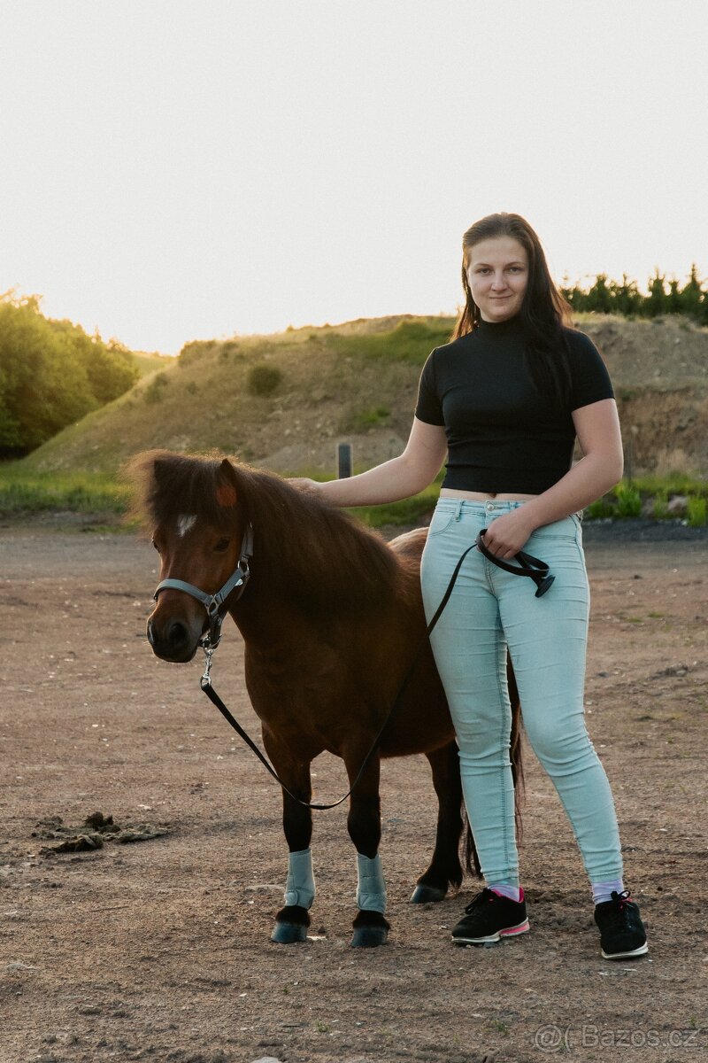 Pronájem shetland pony - 4