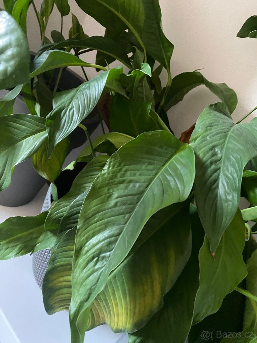 Pokojové rostliny - 4