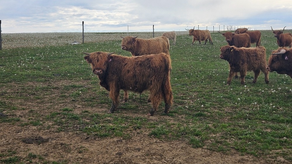 prodám býky - zástav - highland - 4
