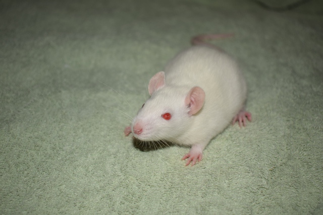 Potkani - fuzz, standard, dwarf - 4