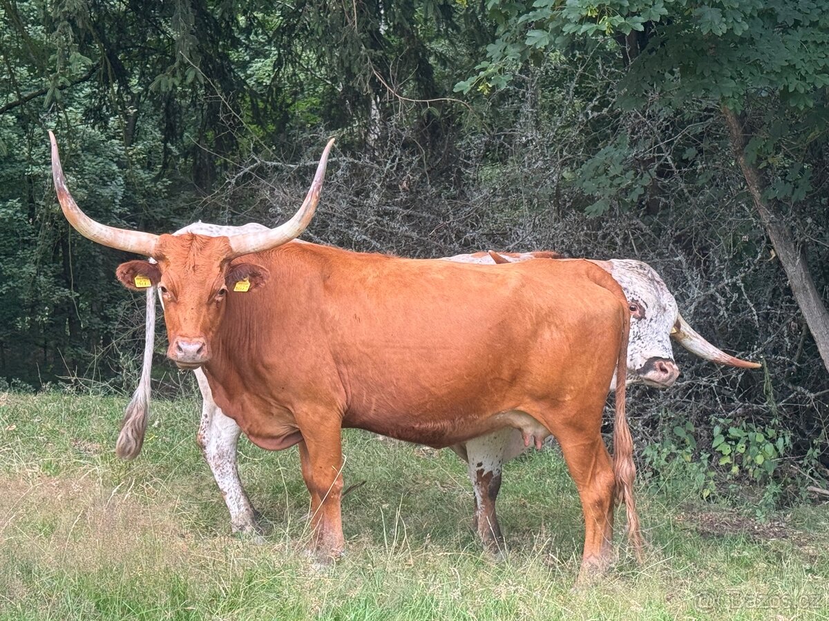 Prodám čistokrevnou jalovičku texas longhorn - 4