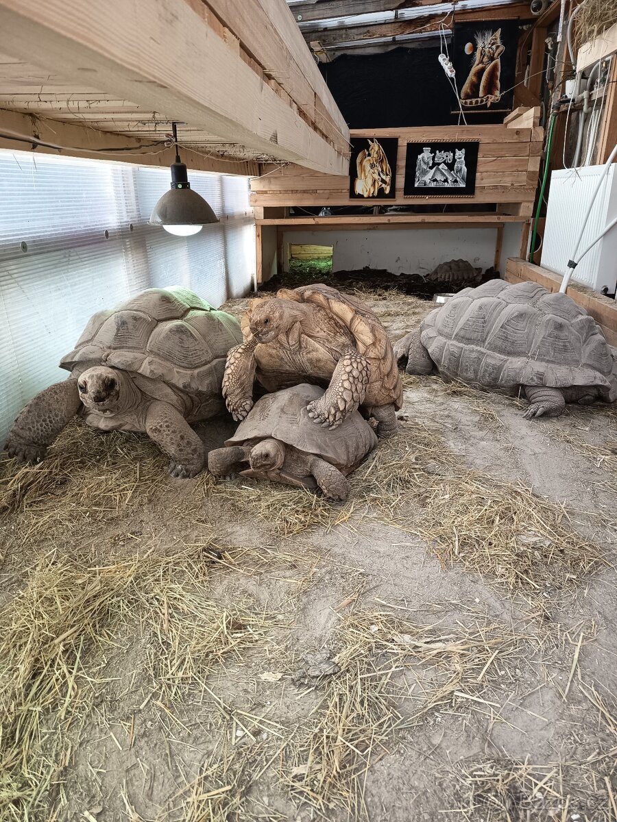 želva ostruhatá sulcata samice - 4