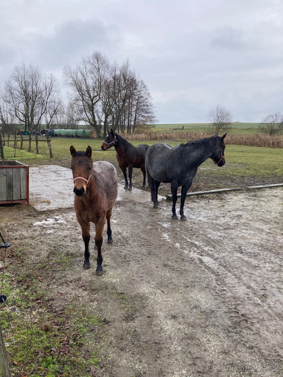 Quarter Horse - kobylka - 4