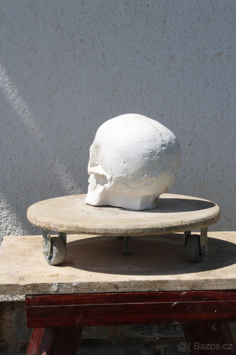 lebka - sadrový odlitek - 4
