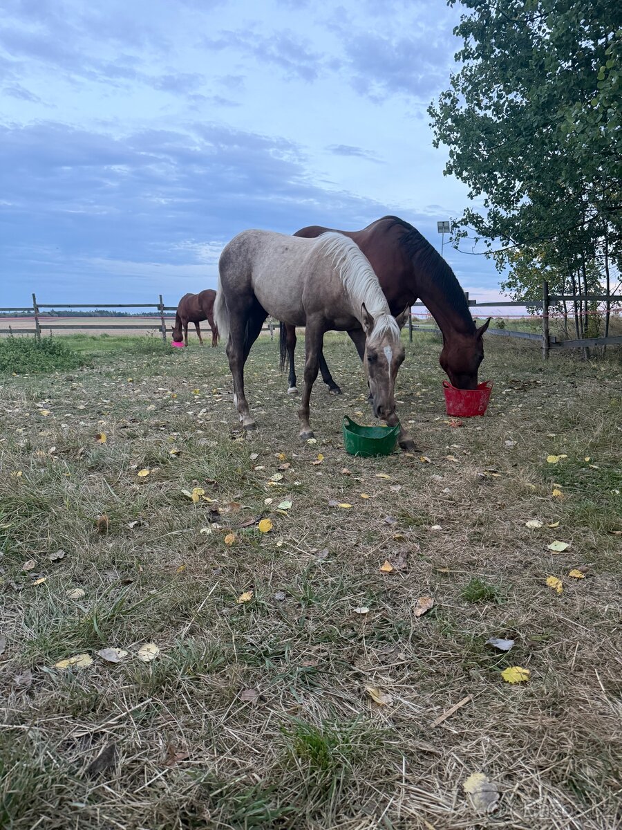 Qh - 4