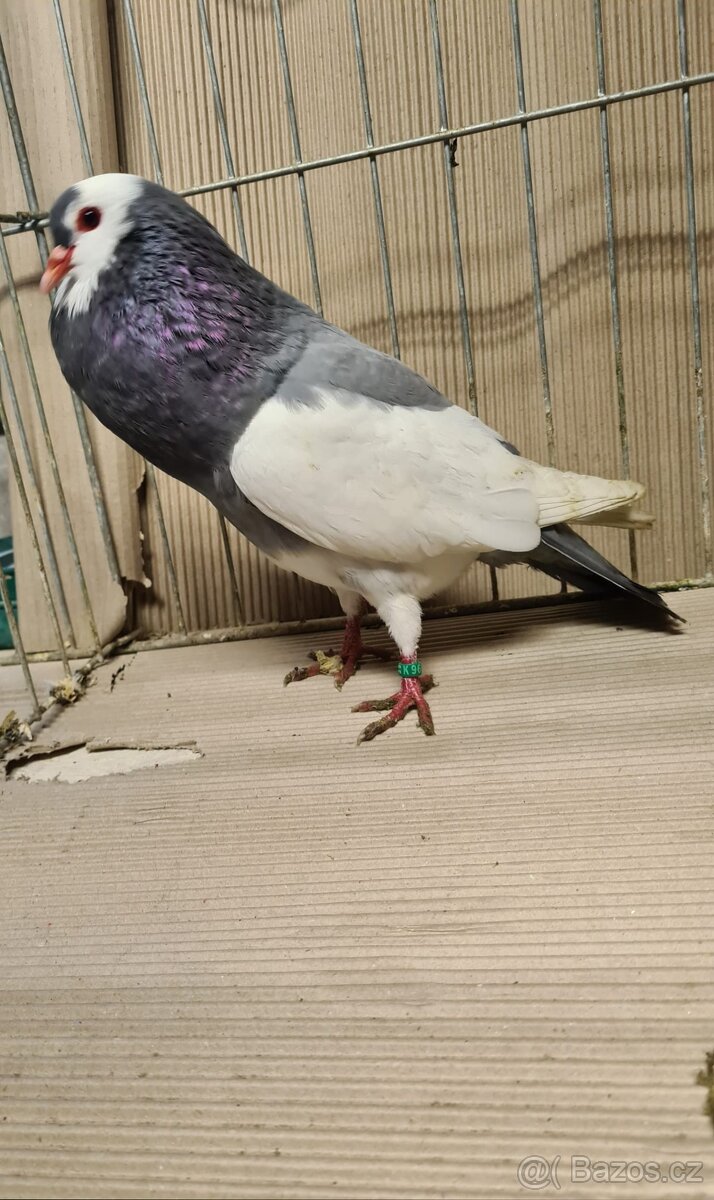 Český stavák modrý sedlatý - 4